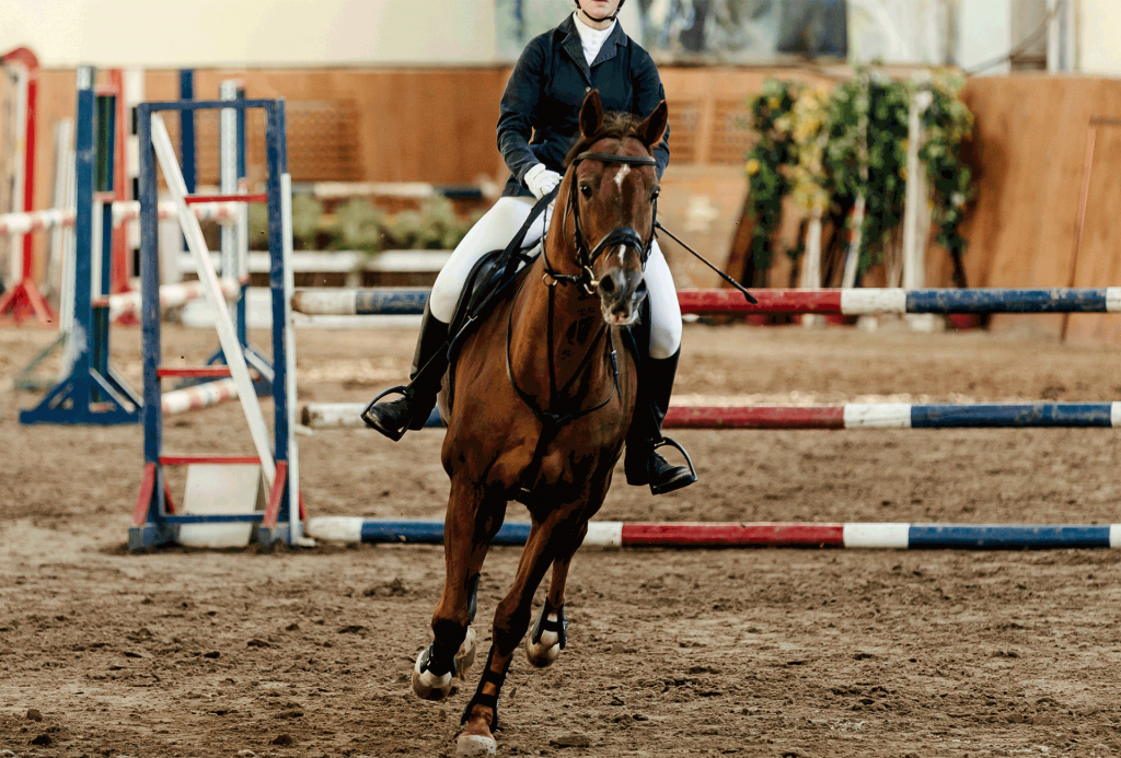 Compétition d'équitation à Toulouse